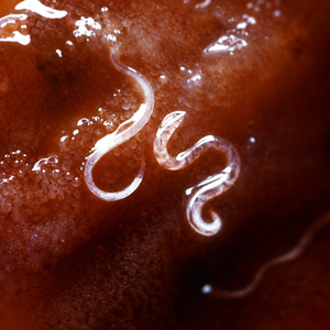 Targets Adult Parasites